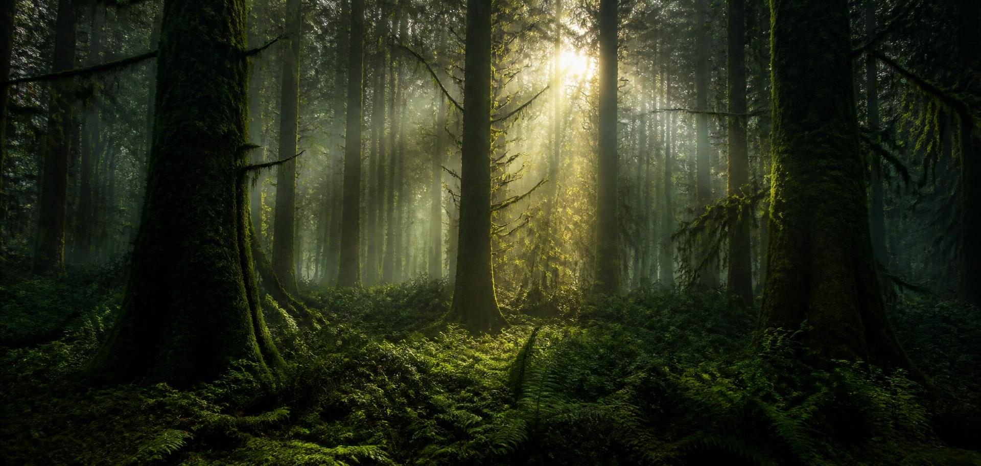 Misty green woodland with tall mossy trees and ferns